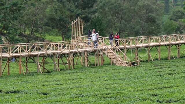 Agrowisata Kebun Teh Tambi Wonosobo
